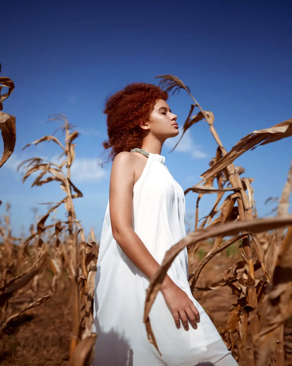 Harvest Light